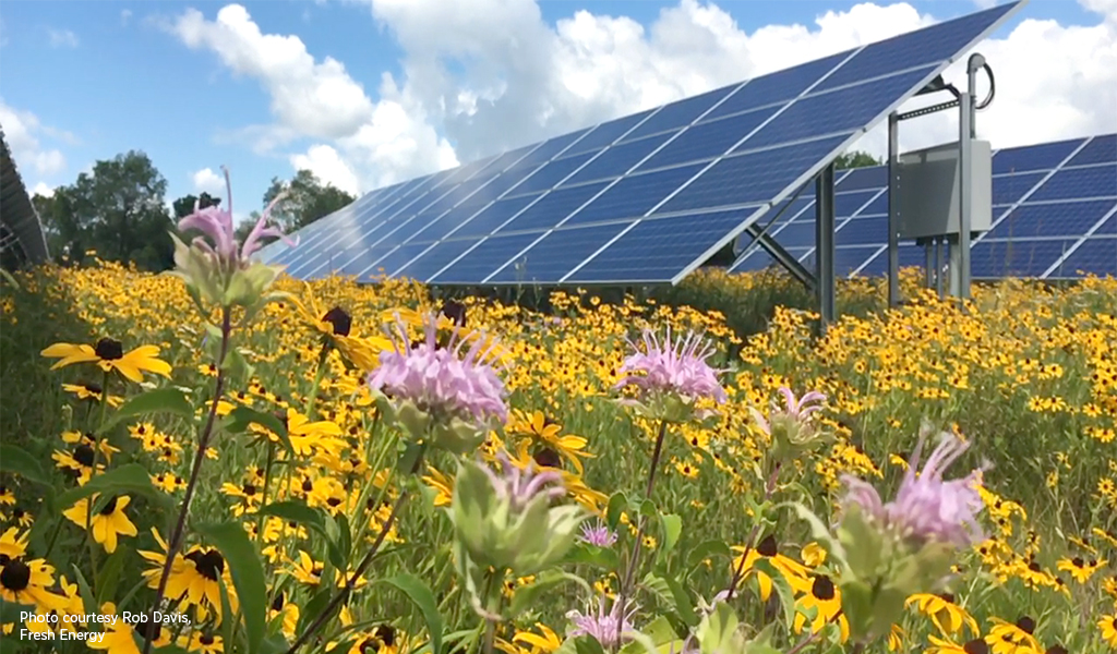 Solar panels surrounded by yellow flowers. 
