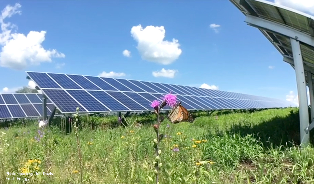 Solar panels in a field with a flower and butterfly.
